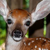 Rescued fawns