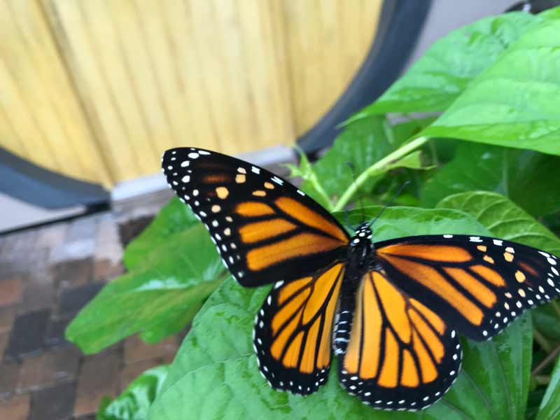 New Monarch butterfly in front of round yellow door