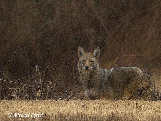 Coyote in the Tall Grasses